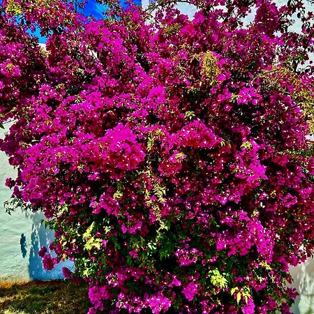 Solar Do Monte 3 アルブフェイラ