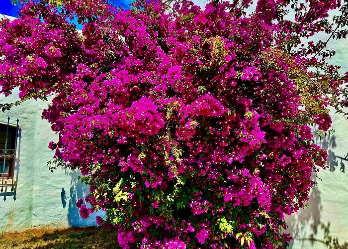 Solar Do Monte 3 阿尔布费拉